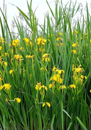 IRIS pseudacorus